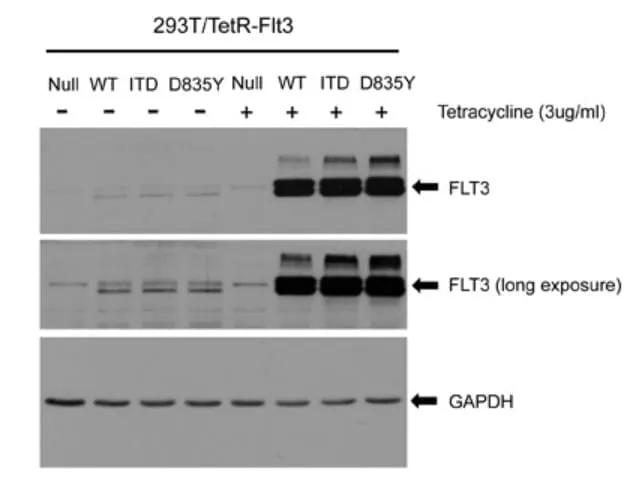 image-stable-cells-a